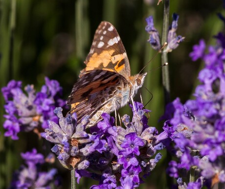 Vlinder geniet van de zomer op lavendel
