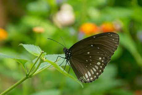 Euploea core