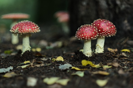 Gouden Paddenstoelen