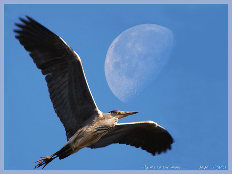 Fly me to the moon...