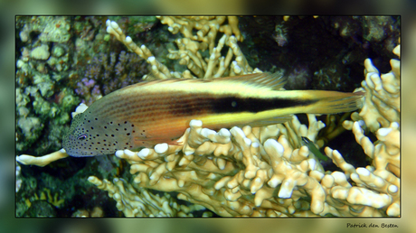 Het leven in de rode zee : Freckled hawkfish