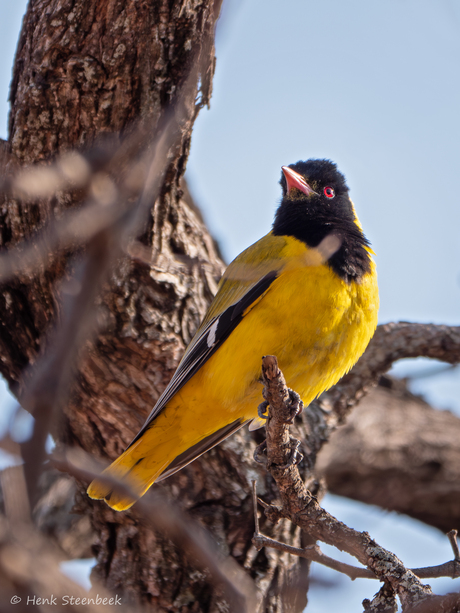 Black headed oriole