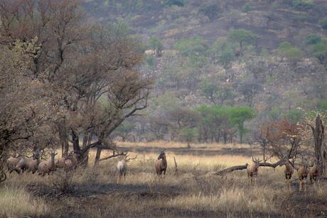 Topies in Serengeti National Park