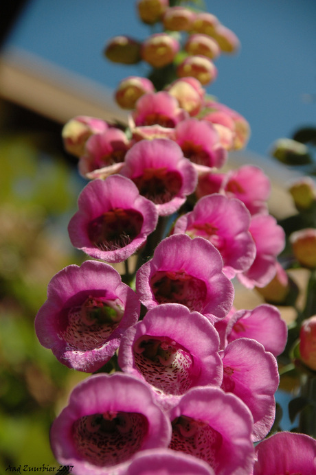 digitalis purperea II