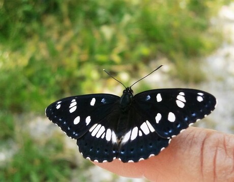 Blauwe ijsvogel vlinder