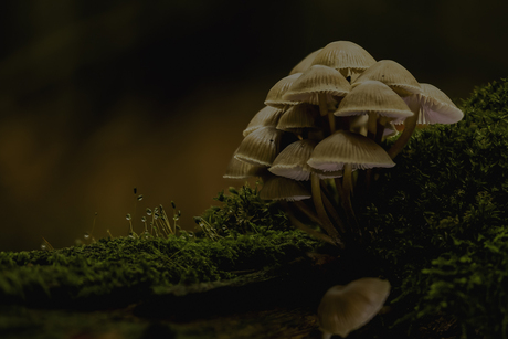 Mosjes met waterdruppels 