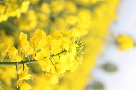 Gele bloem van Raapzaad