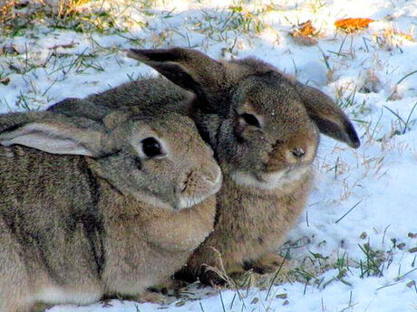 liefde in de sneeuw