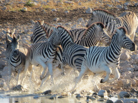 Schrikkende zebra's