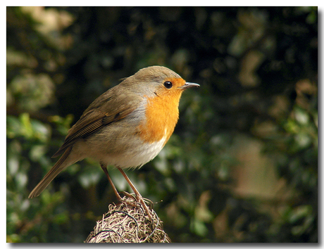 Ook dit is een veel geziene gast in mijn tuin