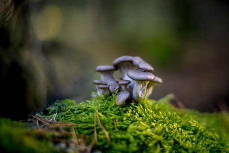 Paddenstoelen 