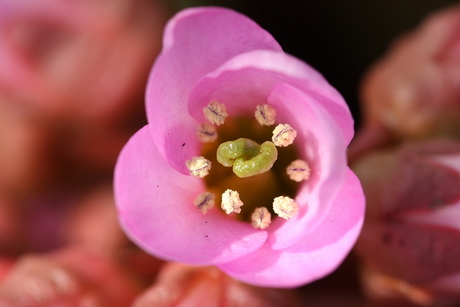 Voorjaars Bloem