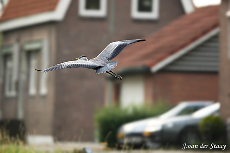 Blauwe reiger