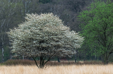 Voorjaar op de Veluwe.