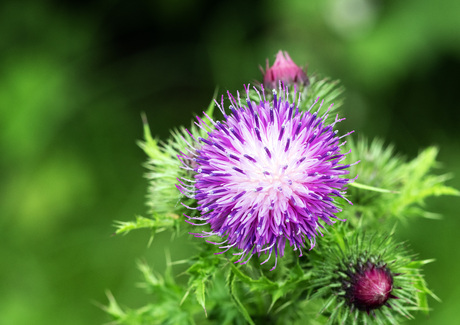 Mariadistel met bloem