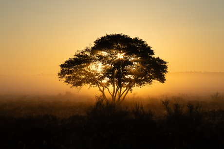 Zonsopkomst Bussemseheide