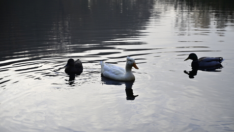 De drie eenden