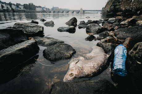 #urbanphotorace #UPR #MASTRICHT #FISH #STREETPHOTOGRAPHY #STREETPHOTO