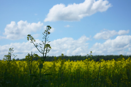 veld met bloemen