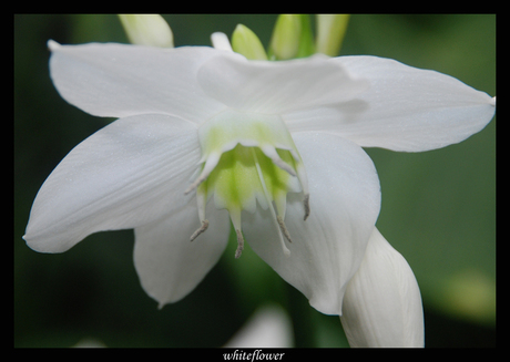 witte bloem