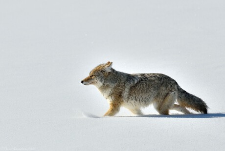 Coyote Beauty
