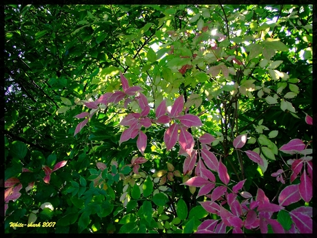 herfstkleuren