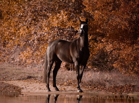 paard