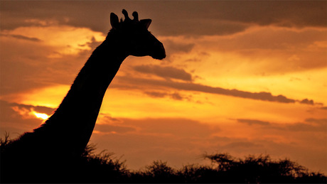 Giraffe bij zonsondergang