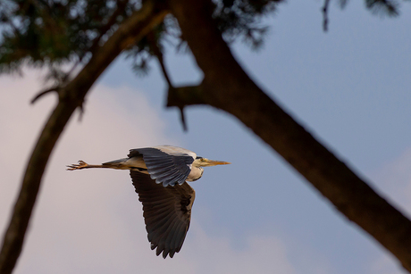 Reiger