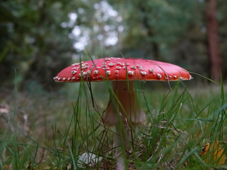 De Vliegenzwam!🍄