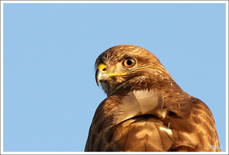 Buizerd