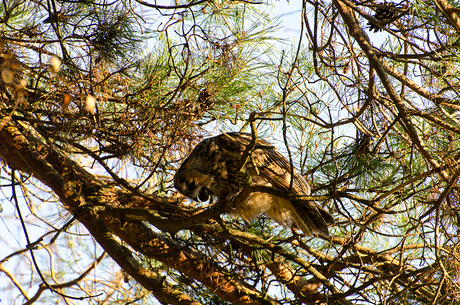 Ransuil braakt uilenbal 1