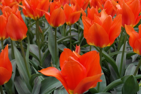 Keukenhof 2015