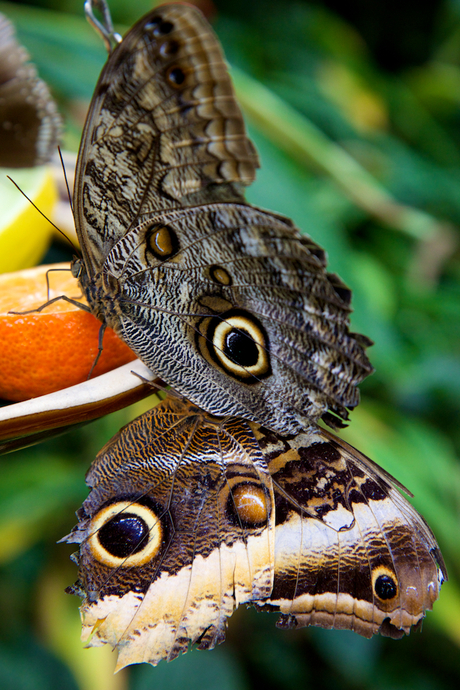 Dubbele vlinder.jpg
