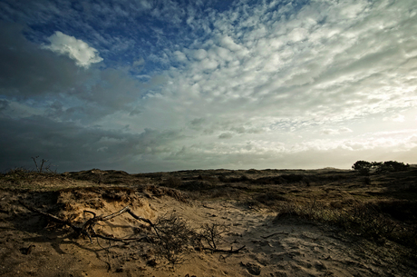 dutch dunes