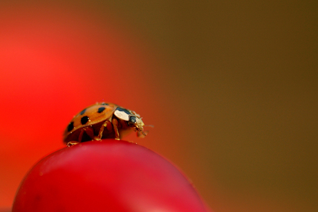 Veel rood, paar stippen