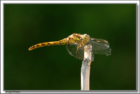 libelle op een stokje