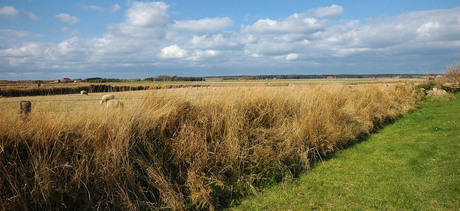 Landschap Texel