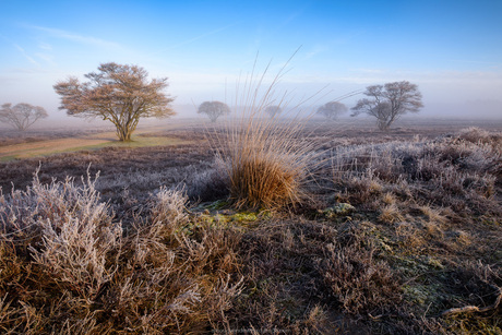 Zuiderheide