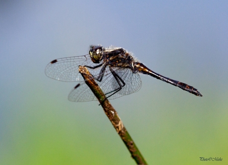 Sympetrum Danae