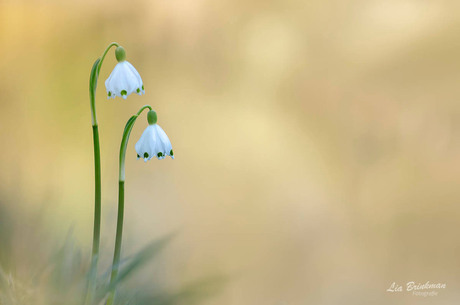 lente klokjes