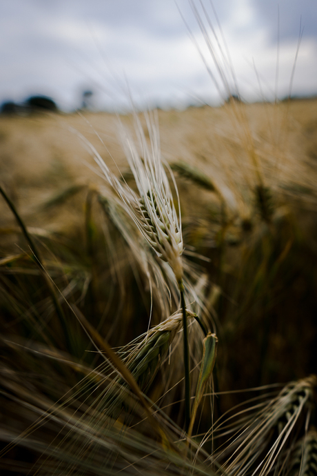 Graintastic