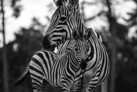 Zebra Zwart Wit