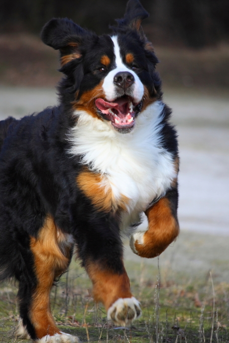 Rennende Berner Sennen