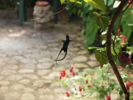 Kolibri op Jamaica