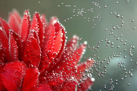 Dahlia in Spa rood