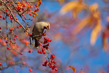 colors in nature