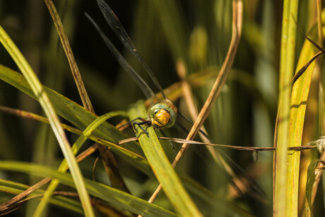 Libelle