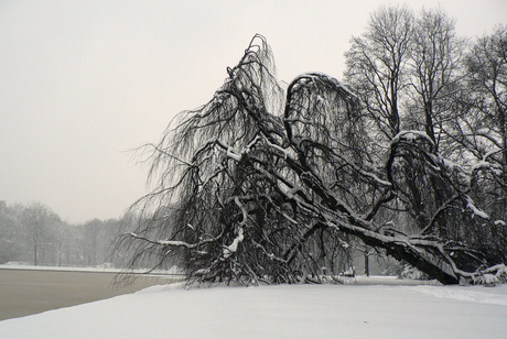 Omgevallen boom in de sneeuw