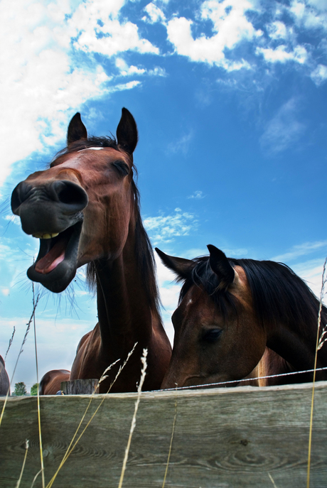 crazy horse